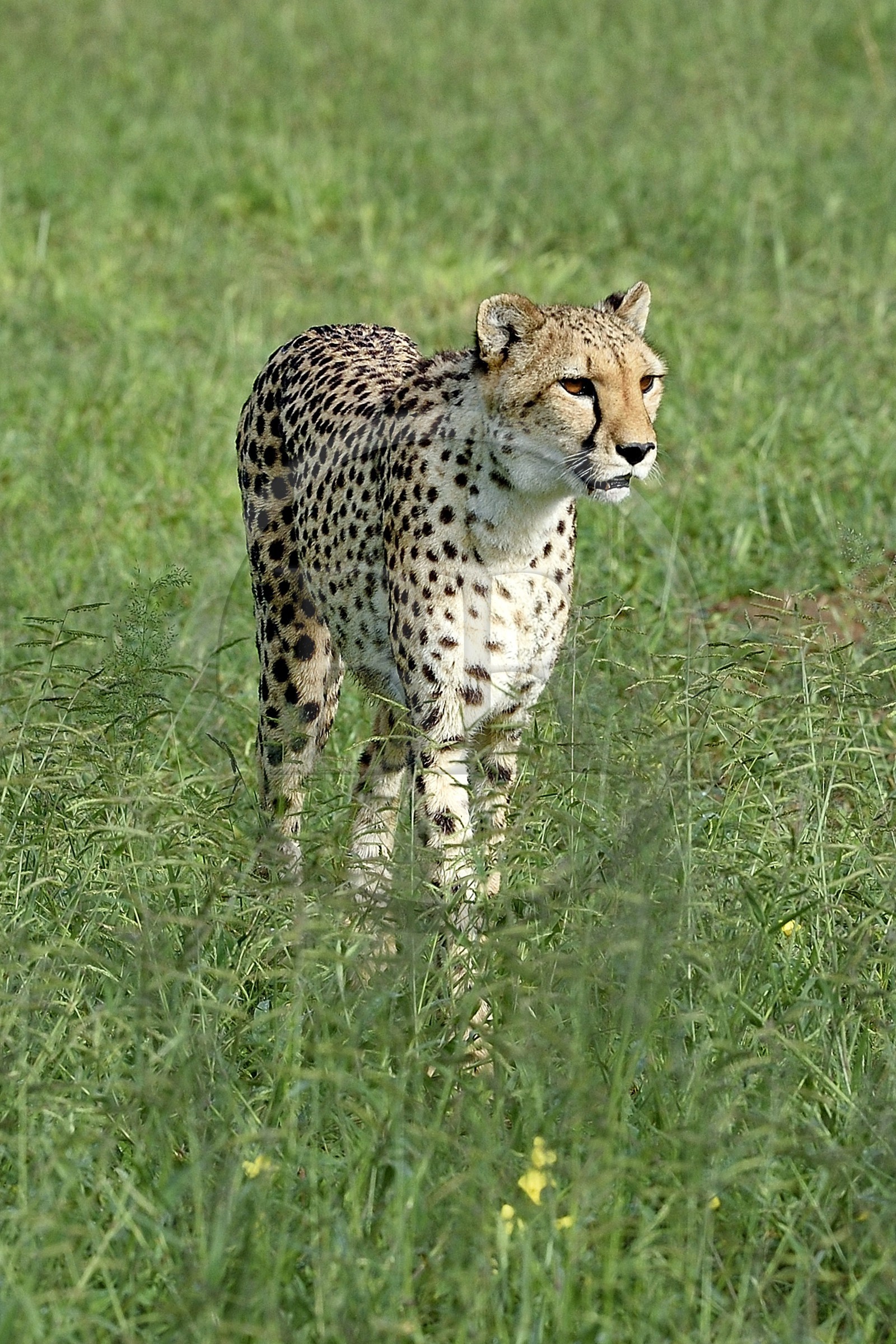 Namibie, Otjiwarongo, Cheetah Conservation Fund, centre de recherche et d'éducation, guépard (Acinonyx jubatus) dans les hautes herbes