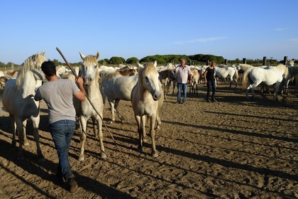France, Bouches du Rhone, Parc naturel regional de Camargue (Regional Natural Park of Camargue), around Malagroy pond, manade Jacques Mailhan, Camargue horses