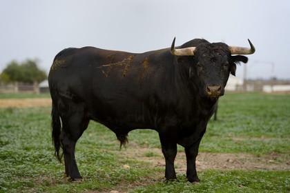Spain, Andalusia, Seville Province, Utrera, the property El Toruno, breeding of fighting bulls