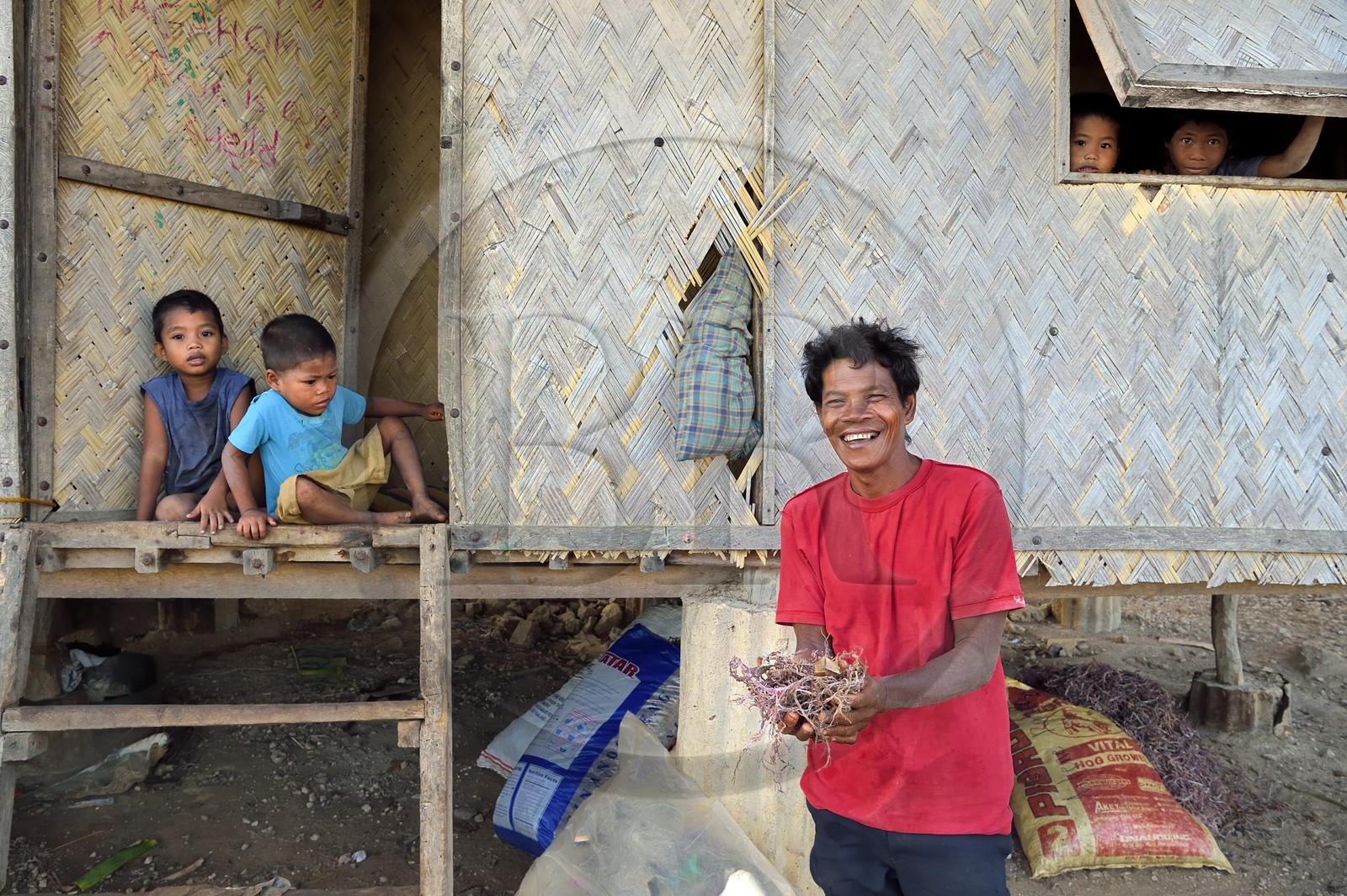 Philippines, Calamian Islands dans le nord de Palawan, Uson Island dans la baie de Coron, village de Barangay Lajala, famille de Lando Magahon, pêcheur Tagbanua d'algues