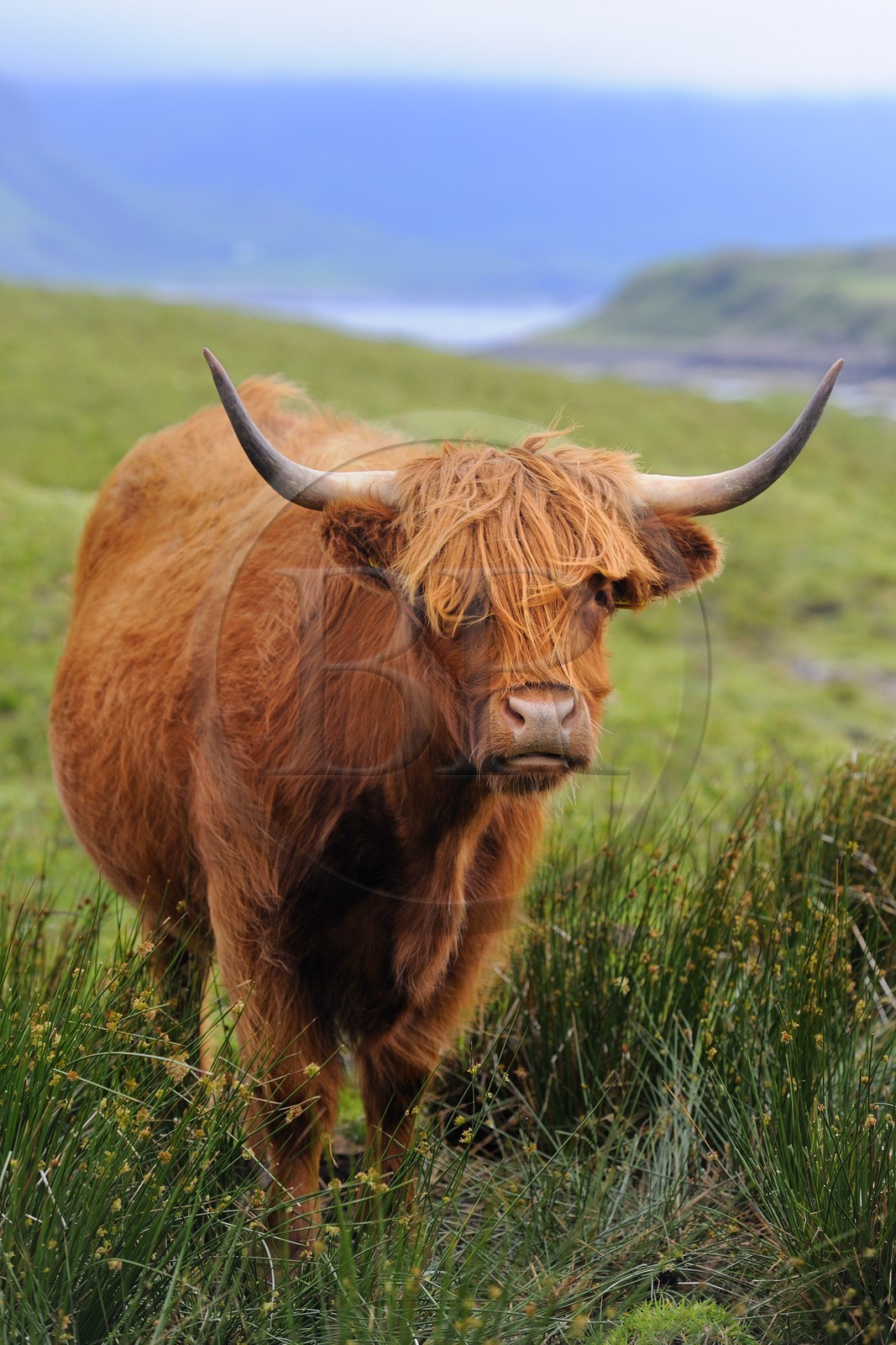 Royaume-Uni, Ecosse, Highland, Hébrides intérieures, Ile de Mull, vache de race Highland