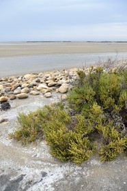 France, Bouches-du-Rhône (13), Parc naturel régional de Camargue, l’étang du Vaisseau et Vieux Rhone, salicorne pérenne (Sarcocornia perennis)