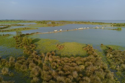France, Bouches-du-Rhône (13), Parc naturel régional de Camargue, étang de Vaccares, cheval de Camargue (vue aérienne)
