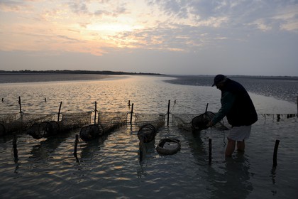 France, Manche, Bay of Mont Saint Michel, listed as World Heritage by UNESCO, Beach fisherman Guy Jugan lifting his nets full of Crangon crangon (grey shrimp) shrimps at dawn