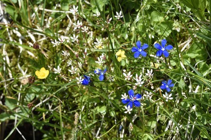 France, Alpes-Maritimes, parc national du Mercantour (Mercantour National Park), Valmasque valley, spring gentian (Gentiana verna)