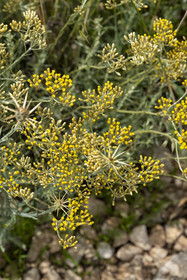 France, Drôme (26), Drome provençale, Pays de Sault, Ferrassières, l'immortelle d'Italie (helichrysum italicum)
