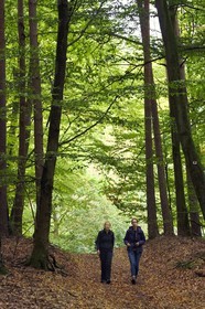 France, Bas Rhin, Northern Vosges Regional Natural Park, Obersteinbach, Steinbach national forest, hikers in a beech forest on the way to the ruins of the Wittschloessel fort
