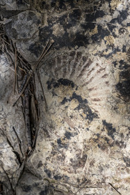 France, Vaucluse, Dentelles de Montmirail mountains, Crestet, lower Cretaceous ammonite fossil