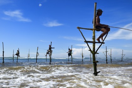 Sri Lanka, Province du Sud, région de Galle, plage de Midigama, pecheurs sur poteaux