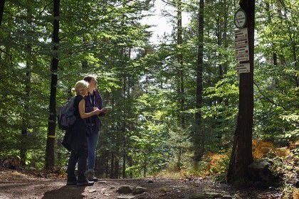 France, Bas Rhin, Northern Vosges Regional Natural Park, Obersteinbach, Steinbach national forest, hikers on the way to the ruins of the Wittschloessel fort