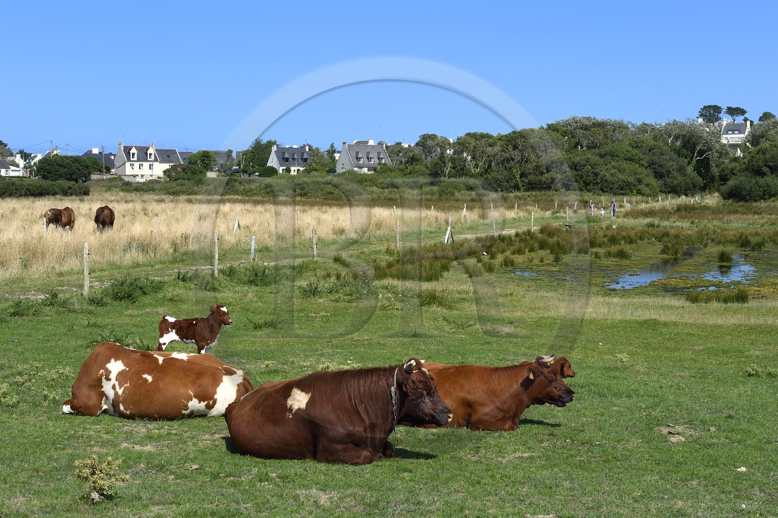 France, Finistère (29), Landeda, Marais de Toul-an-Dour
