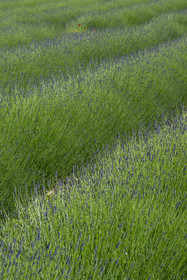 France, Drome, regional natural park of Baronnies provencales, Izon-la-Bruisse, lavender field