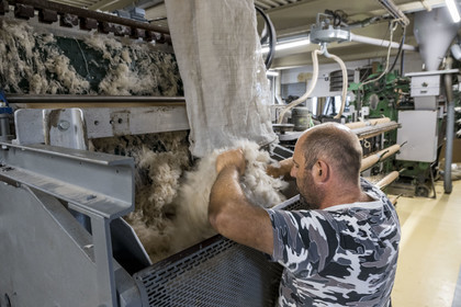 France, Vaucluse (84), L'Isle-sur-la-Sorgue, Manufacture Brun de Vian-Tiran, industrie textile lainière labellisée Entreprise du patrimoine vivant, poil des chèvres du Cachemire avant cardage