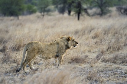 Zimbabwe, Midlands Province, Gweru, Antelope Park home to ALERT (African Lion and Environmental Research Trust), young lion (panthera leo)