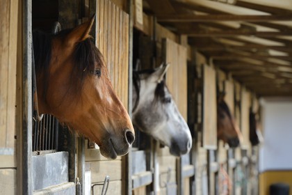 Spain, Andalusia, Seville Province, Utrera, the Ayala stud farm (Yeguada Ayala), Andalusian horse also known as the Pure Spanish Horse or PRE (Pura Raza Espanola)