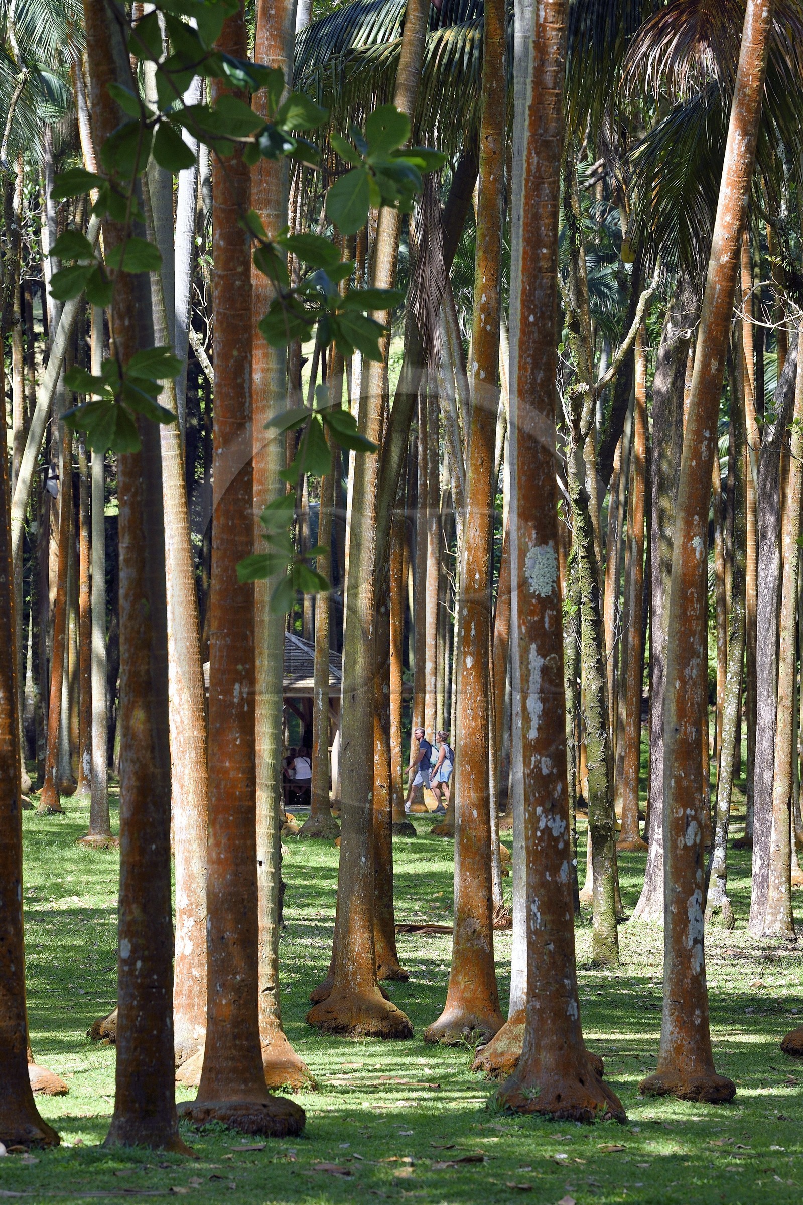 France, Ile de la Reunion, Parc national de La Réunion, classé Patrimoine Mondial de l'UNESCO, Sainte-Rose, anse des Cascades, forêt de cocotiers