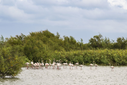 France, Gard, Vauvert, the Petite Camargue, Scamandre Regional Nature Reserve, pink flamingos (Phoenicopterus roseus)