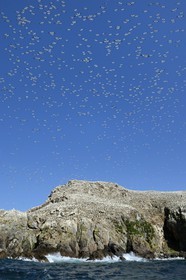France, Cotes-d'Armor, Perros-Guirec, Sept-Iles Archipelago and bird sanctuary, Rouzic island, northern gannets colony (Morus bassanus), single point of nesting in France for more than 20,000 couples