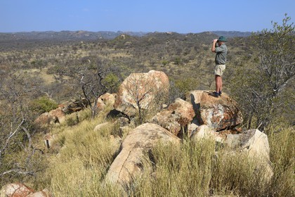 Zimbabwe, province de Matabeleland méridional, Matobo ou Matopos Hills National Park, classé Patrimoine Mondial de l'UNESCO,  safari à pied à la recherche de rhinocéros blanc, recherche à la jumelle