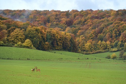 France, Meuse (55), Cotes de Meuse, Chatillon-sous-les-Cotes, biches en bordure de forêt