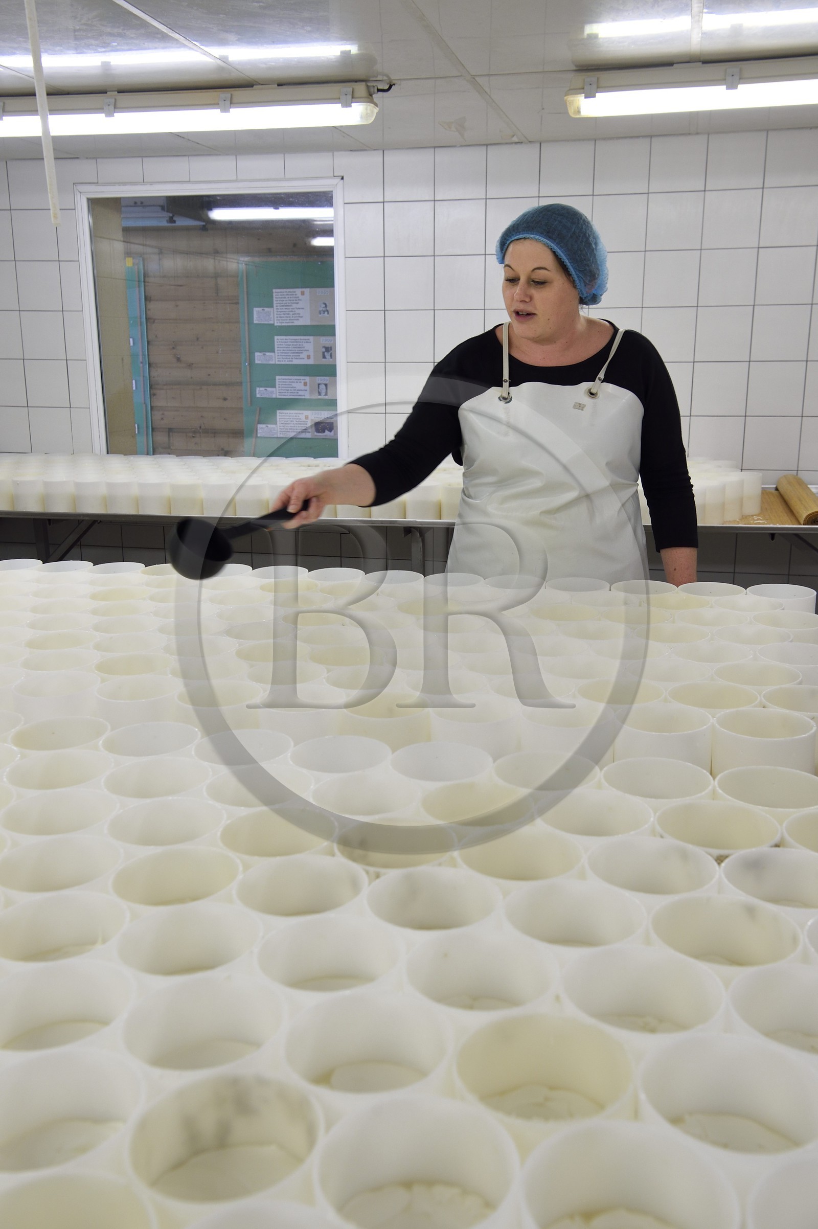 France, Orne, Pays d'Auge, village of Camembert, the Héronnière Farm, AOC unpasteurized milk Camembert, the farm-made Camembert is ladle-molded France, Orne, Pays d'Auge, village of Camembert, the Héronnière Farm, AOC unpasteurized milk Camembert, the farm-made Camembert is ladle-molded