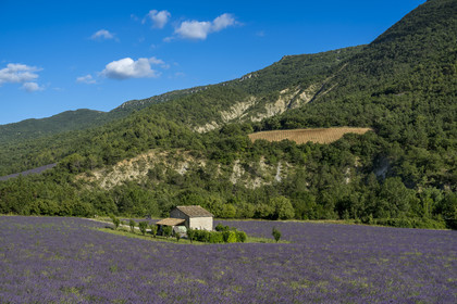 France, Drome, regional natural park of Baronnies provencales, Vercoiran, house in the center of a lavender field