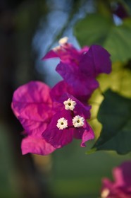 France, Ile de la Reunion, Petite-Ile, bougainvillier (Bougainvillea)