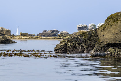 France, Finistère (29), Penmarch, archipel des Étocs, phoque gris (halichoerus grypus)