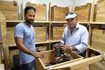 France, Reunion island (French overseas department), Saint Louis, Domaine de Bellevue, producer of organic vanilla grown under photovoltaic panels, crystallized Planifolia vanilla pods with at least 24 months of ripening in tamarind wood boxes, the manager Pierre Saint-Lambert and his father Jean Edwards Saint-Lambert
