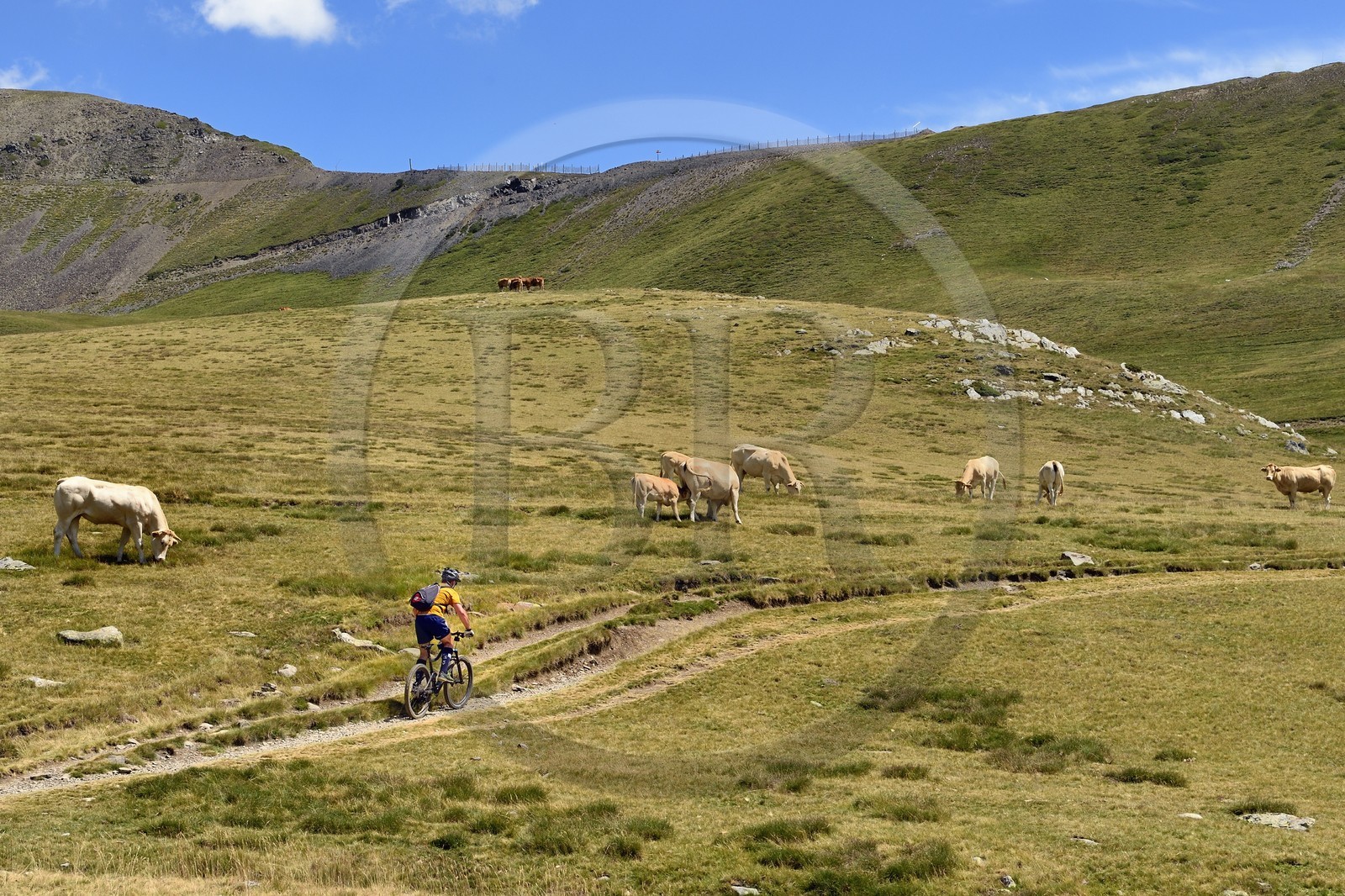 France, Hautes-Pyrénées (65), Saint-Lary-Soulan et Vielle-Aure, randonnée sur une variante du GR10 entre le col de Portet et les lacs de Bastan en bordure de la réserve naturelle de Néouvielle, troupeau de vaches en estive  vers le col
