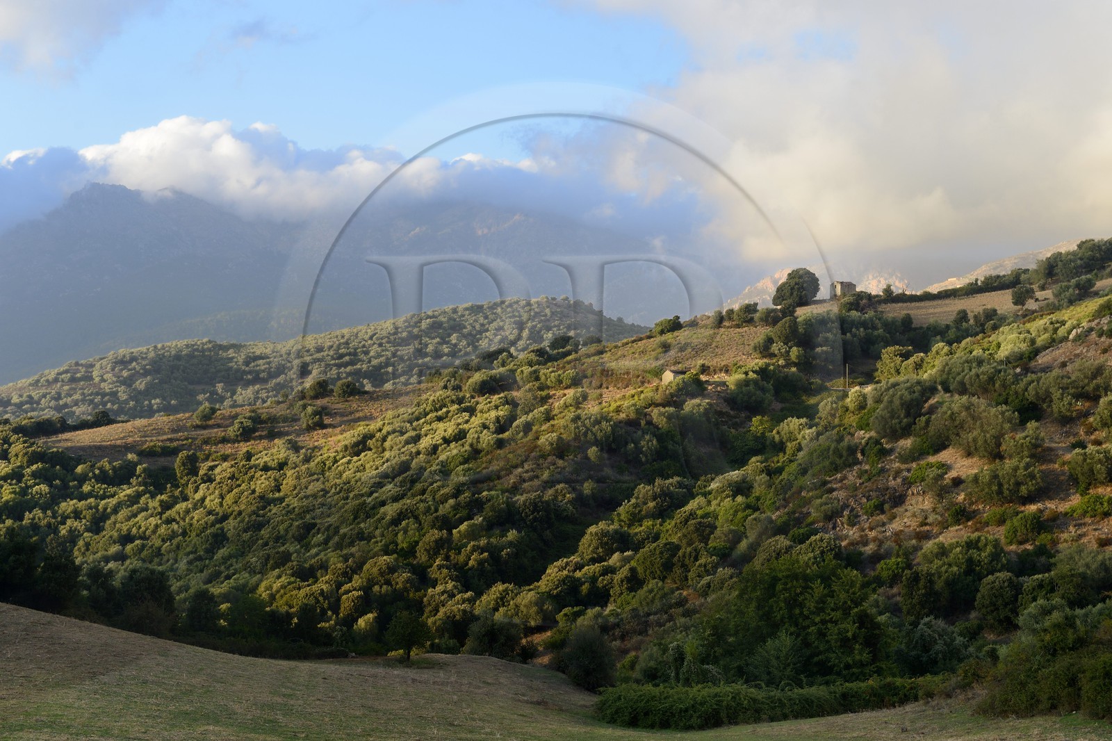 France, Corse-du-Sud (2A), région de Sartène, paysage vers Arbellara France, Corse-du-Sud (2A), région de Sartène, paysage vers Arbellara