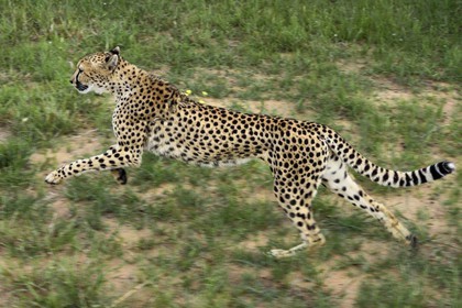 Namibie, Otjiwarongo, Cheetah Conservation Fund, centre de recherche et d'éducation, guépard (Acinonyx jubatus) entrainé à courir pour rester en forme et sain
