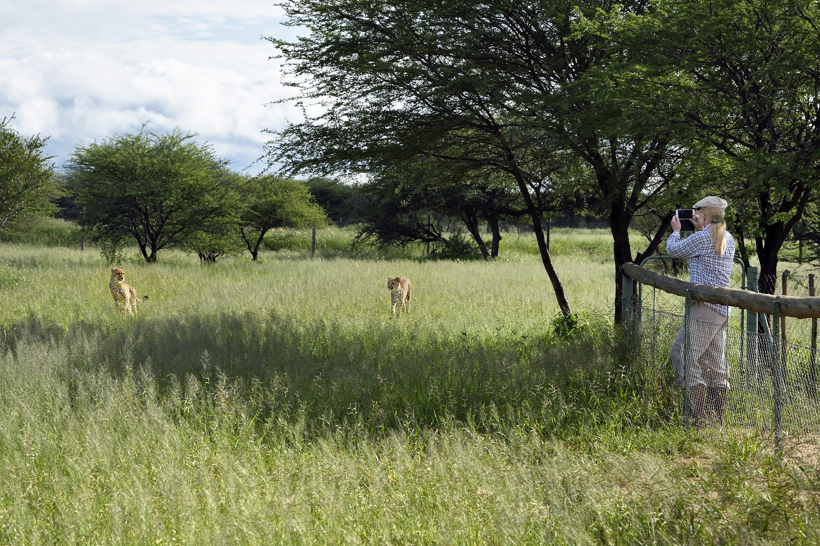 Namibie, Otjiwarongo, Cheetah Conservation Fund, centre de recherche et d'éducation, observation des guépards (Acinonyx jubatus) depuis un enclos