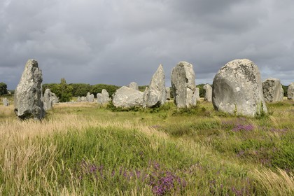 France, Morbihan, Carnac, row of megalithic standing stones at Kermario