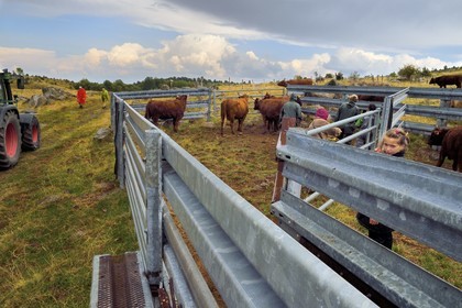 France, Cantal, Chastel-sur-Murat plateau on the Way of St. James to Santiago de Compostela by Via Arverna, Salers cows in the cattle pen