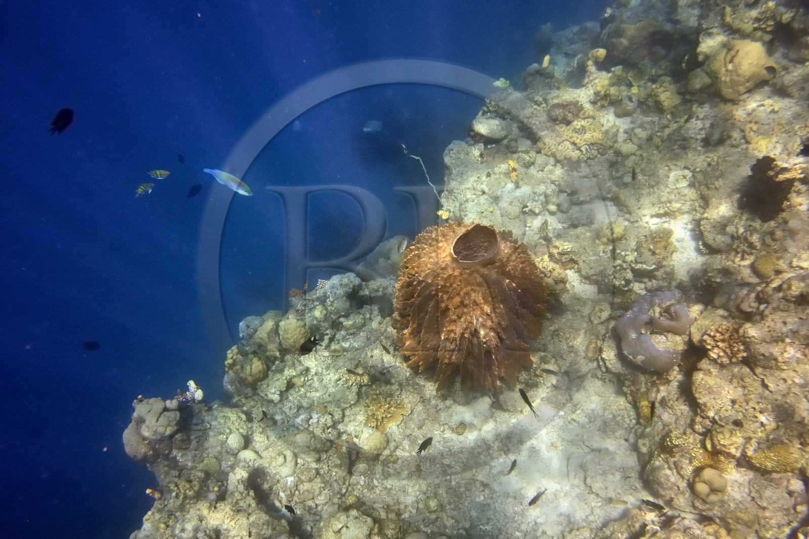 Philippines, Calamian Islands in northern Palawan, Coron Island Natural Biotic Area, Coral reef