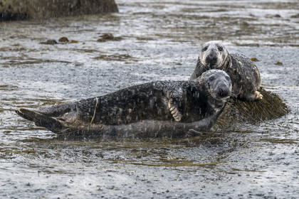 France, Finistère, Penmarch, Étocs archipelago, gray seal (halichoerus grypus)