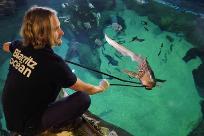 France, Pyrenees Atlantiques, Basque Country, Biarritz, Aquarium - the Sea Museum, Jean Baptiste Nurenberg feeding a zebra shark (Stegostoma fasciatum)