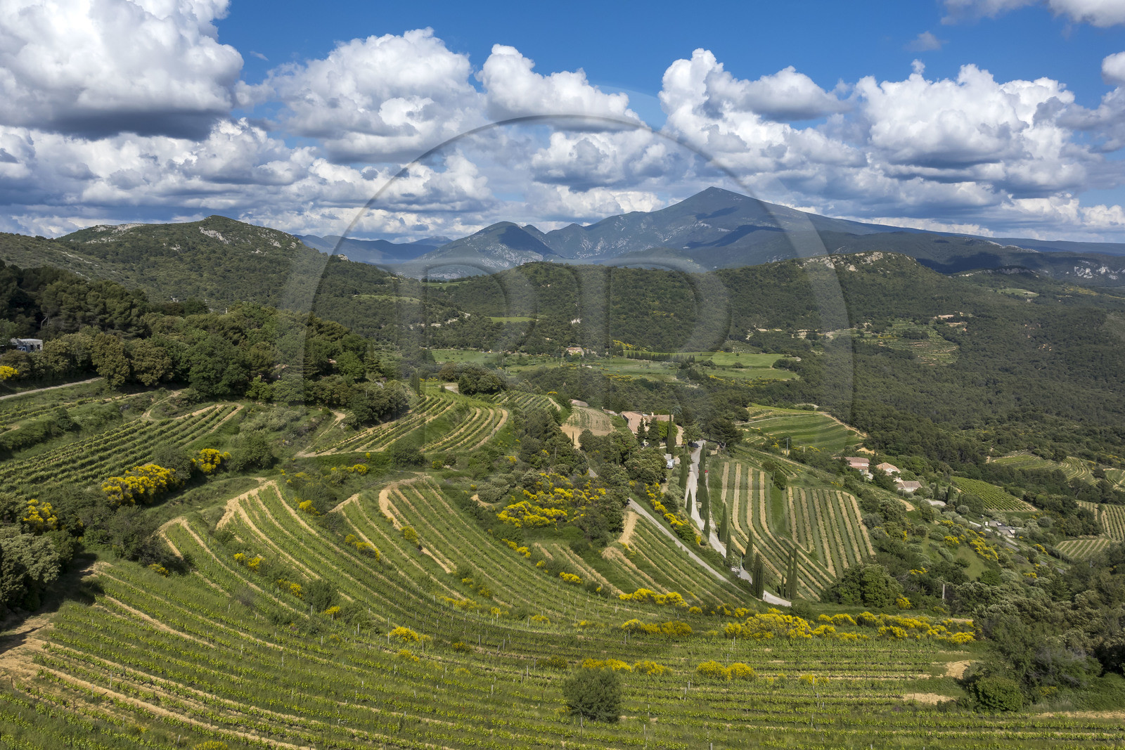 France, Vaucluse (84), Dentelles de Montmirail, le vignoble en restanques autour du village de Suzette, le Mont Ventoux en arrière plan (vue aérienne) (vue aérienne)