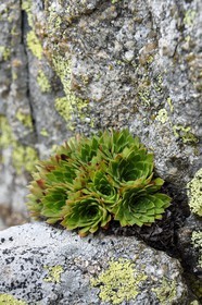 France, Alpes-Maritimes, parc national du Mercantour (Mercantour National Park), Valmasque valley,  Saxifraga florulenta endemic and emblematic of the Park