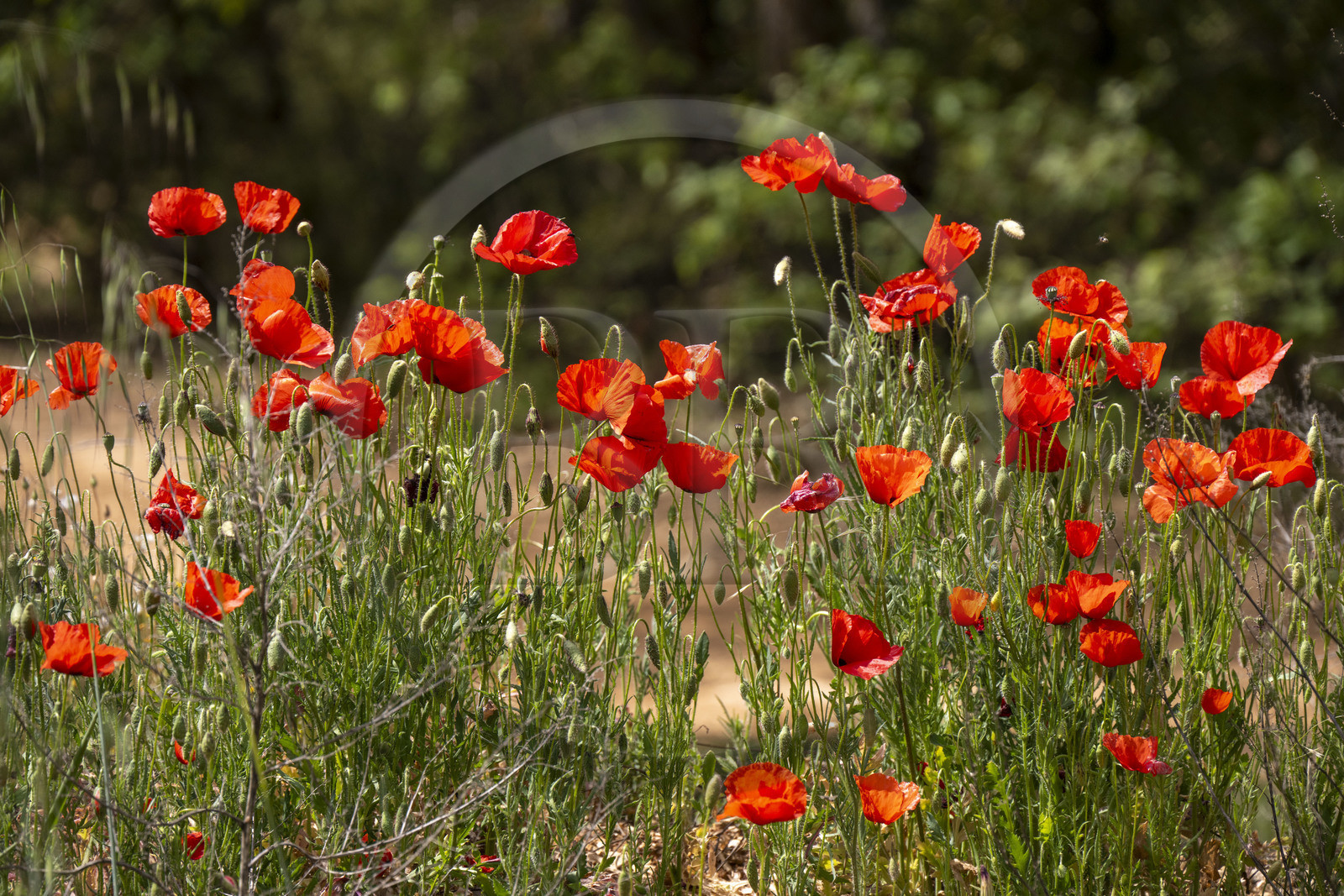 France, Alpes-de-Haute-Provence (04), Parc Naturel Régional du Verdon, Quinson, coquelicots dans un champ