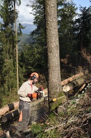 France, Bas Rhin, Northern Vosges Regional Natural Park, Obersteinbach, Steinbach national forest, logger Emmanuel Birgel cutting spruce trees sick by bark beetles underneath the ruins of the Wittschloessel fort