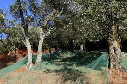 France, Corse-du-Sud (2A), Alta Rocca, Sainte-Lucie-de-Tallano (Santa Lucia di Tallà), olives de la variété germaines de Tallano