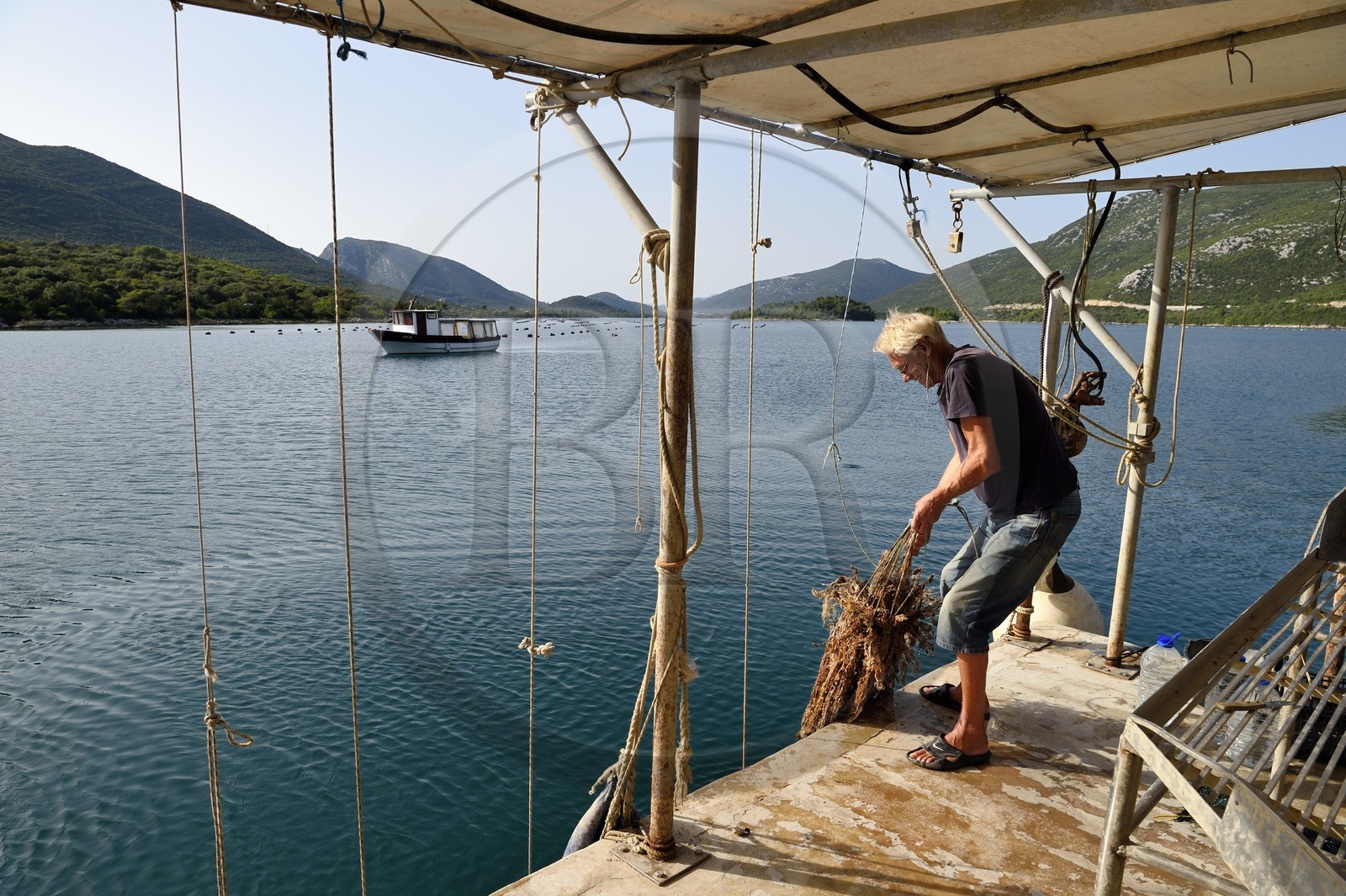 Croatie, Dalmatie, cote dalmate, presqu'ile de Peljesac, Ston, le plus grand centre d'ostréiculture de la cote dalmate à Mali Ston, l'ostreiculteur Andrea à la manoeuvre pour sortir le naissain de l'eau