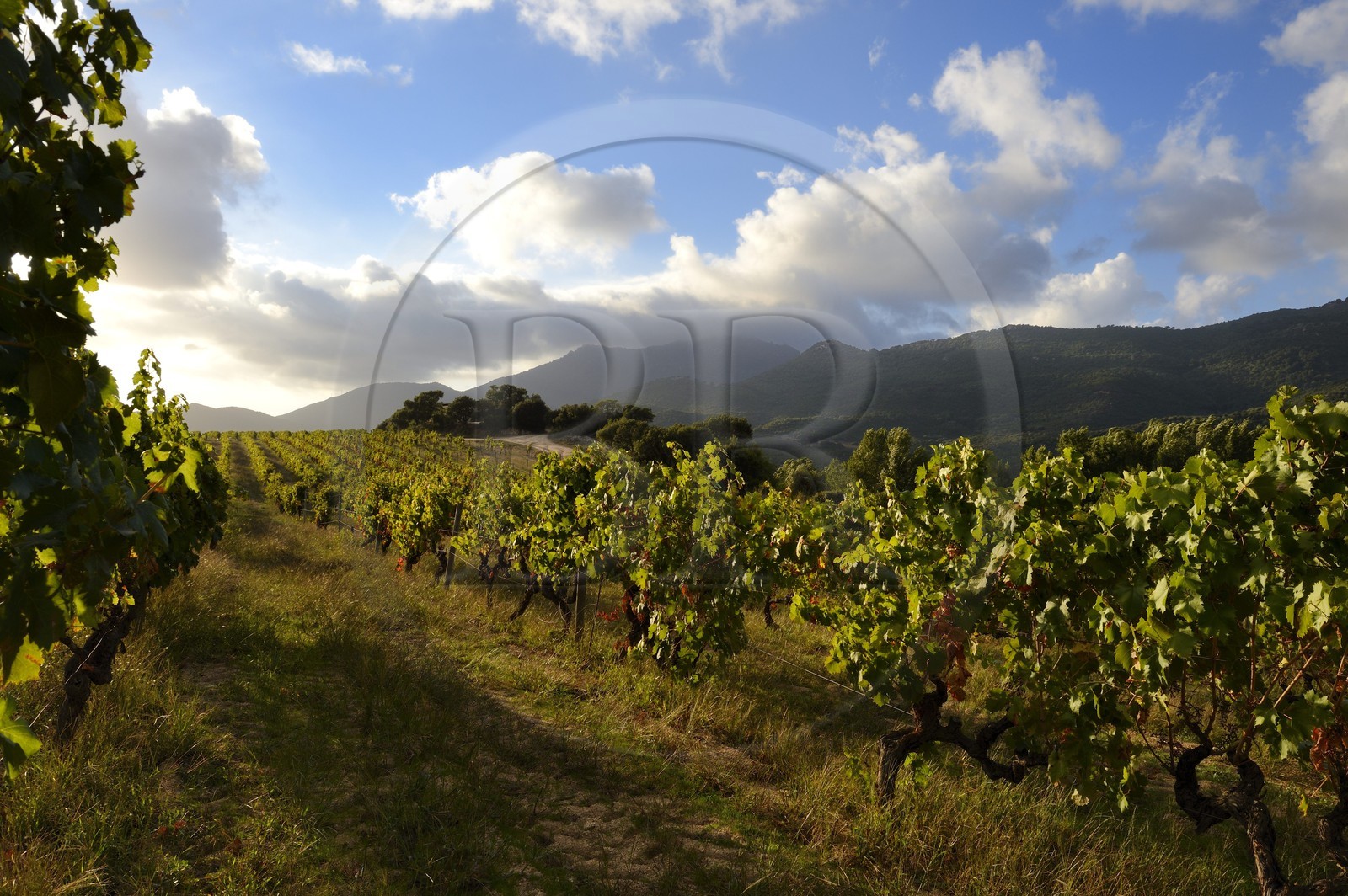 France, Corse-du-Sud (2A), région de Sartène, domaine viticole Fiumicicoli France, Corse-du-Sud (2A), région de Sartène, domaine viticole Fiumicicoli