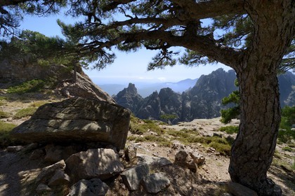 France, Corse-du-Sud (2A), Alta Rocca, massif de Bavella, promontoire de Punta Velacu, piton vertigineux surplombant le ravin d’Aragale