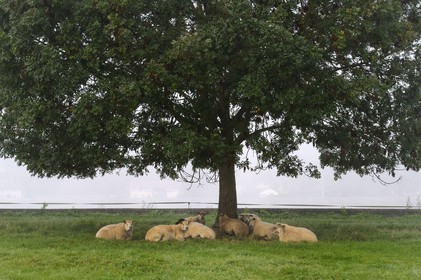 France, Seine-Maritime (76), Saint-Pierre de Magneville en bord de Seine, moutons