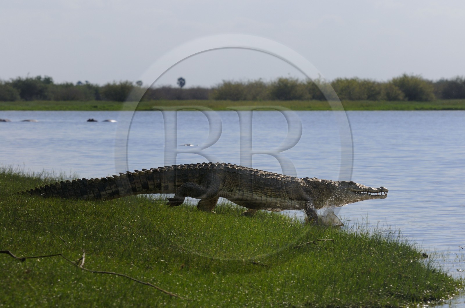 Tanzanie, Reserve de gibier de Selous une des plus grandes zones protégées au monde et inscrite sur la liste du patrimoine mondial de l’Unesco depuis 1982, crocodile du Nil (Crocodylus niloticus) sur le lac Nzerakera formé par la rivière Rufiji