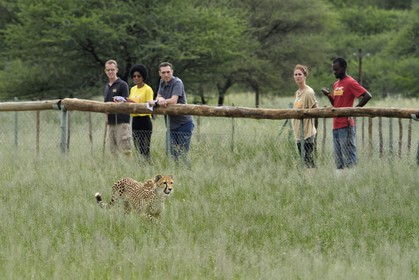 Namibie, Otjiwarongo, Cheetah Conservation Fund, centre de recherche et d'éducation, observation des guépards (Acinonyx jubatus) depuis un enclos