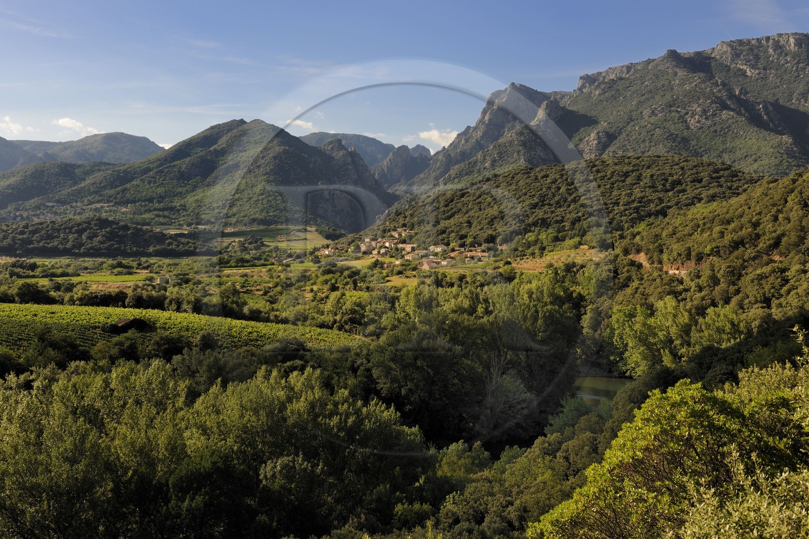 France, Hérault (34), vallée de l' Orb dans la region de Mons la Trivalle, vignoble AOC Saint-Chinian & Roquebrun
